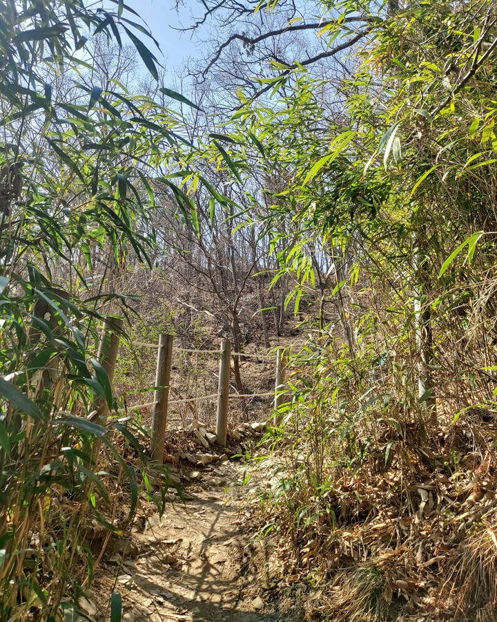 forest