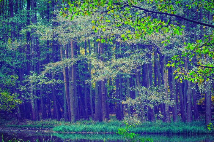 Forest