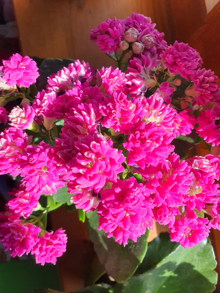 pink
