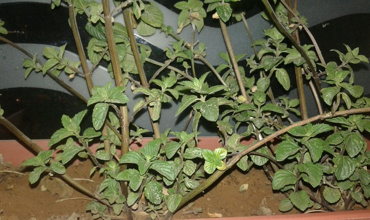 plant