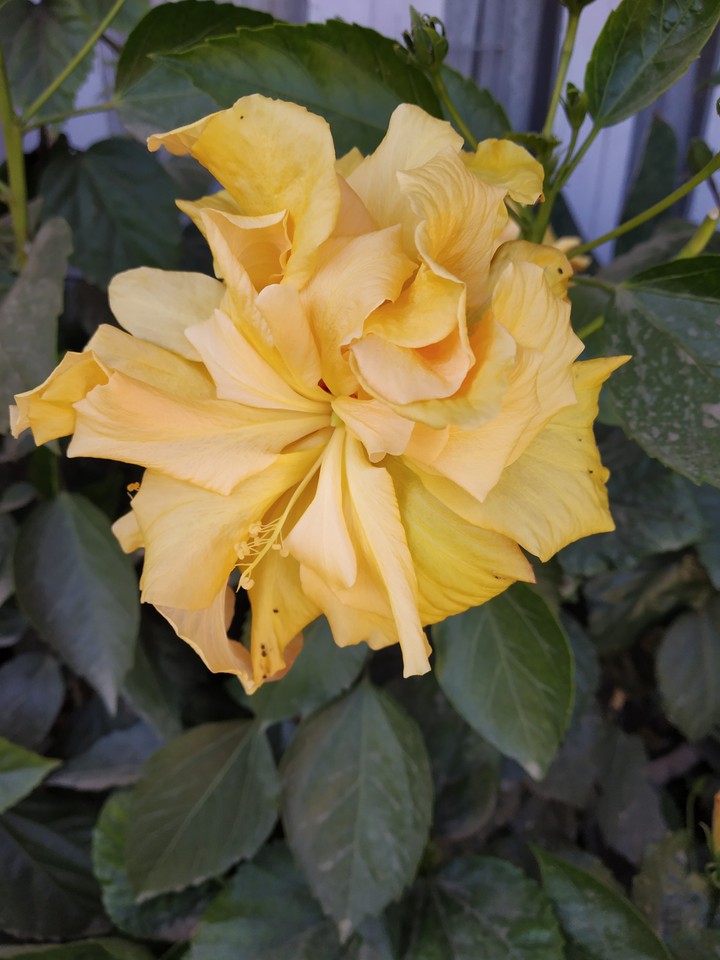 Hibiscus