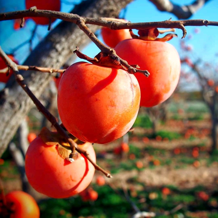 Persimmons
