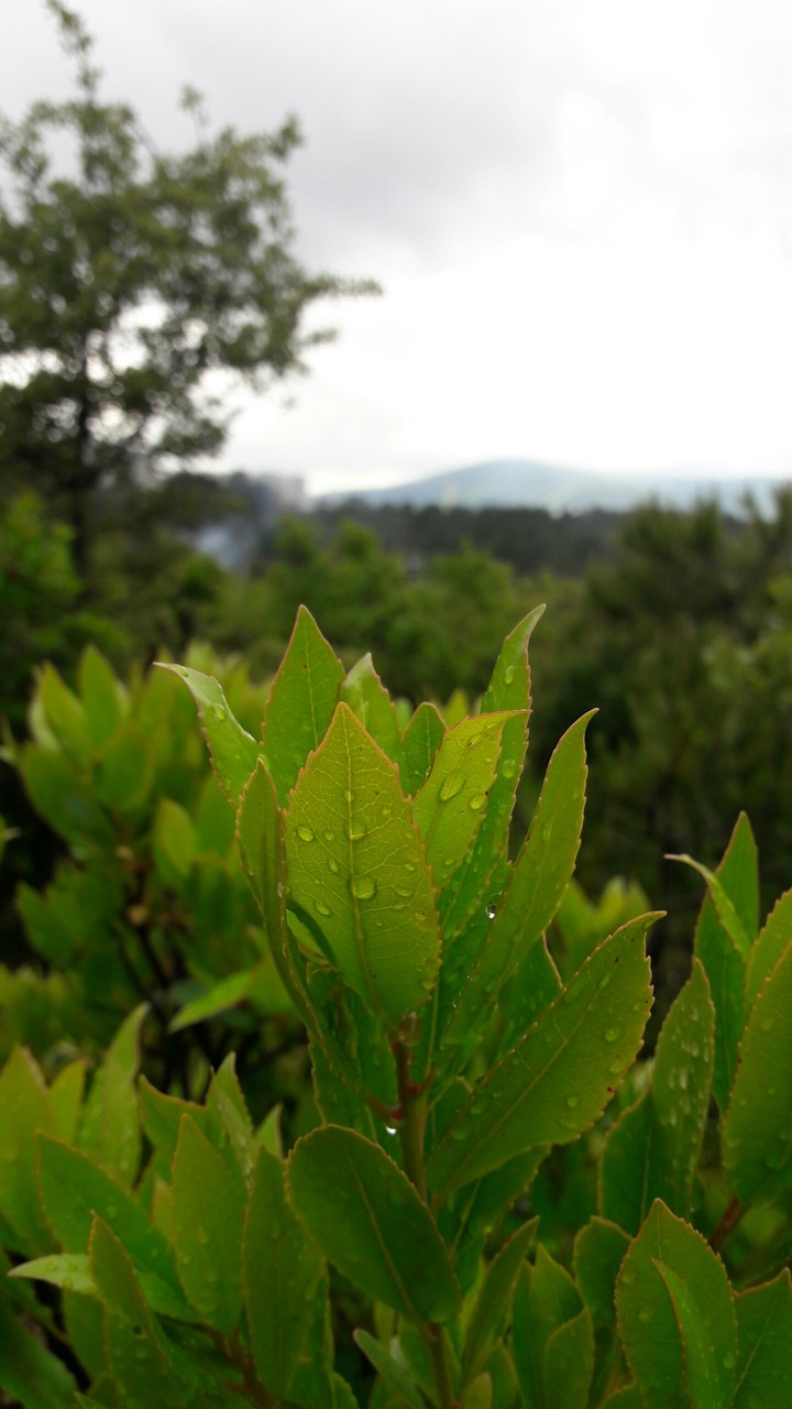 forest