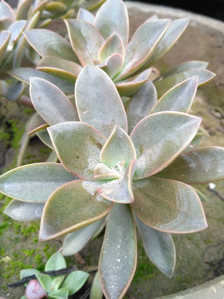 The Plant