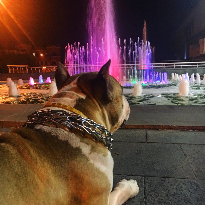 dog, park, summer,evening, fountain