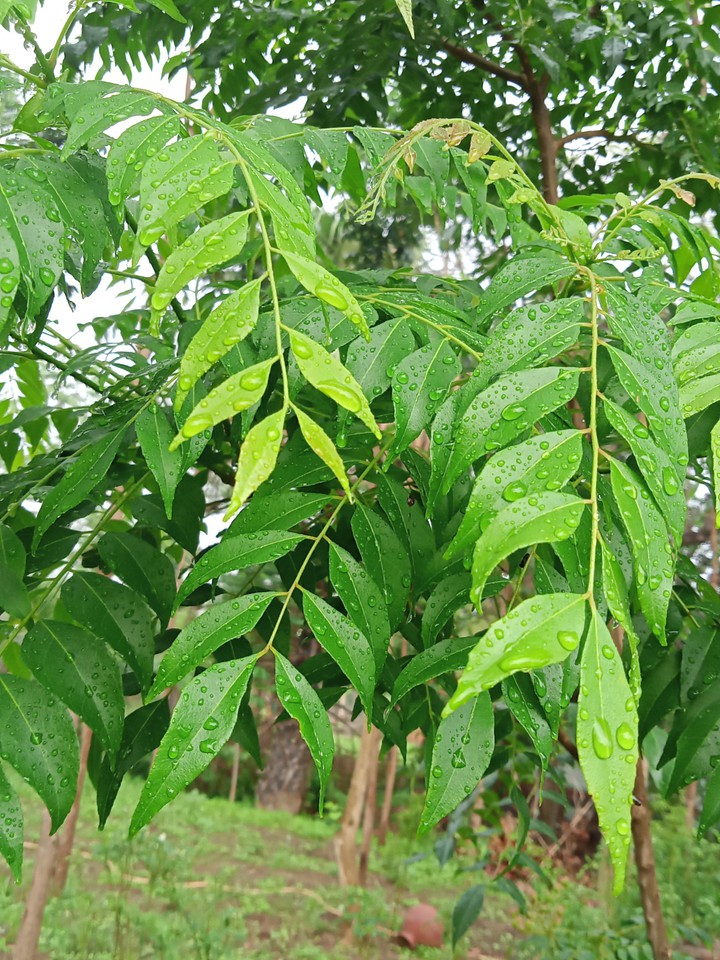 curry leaves