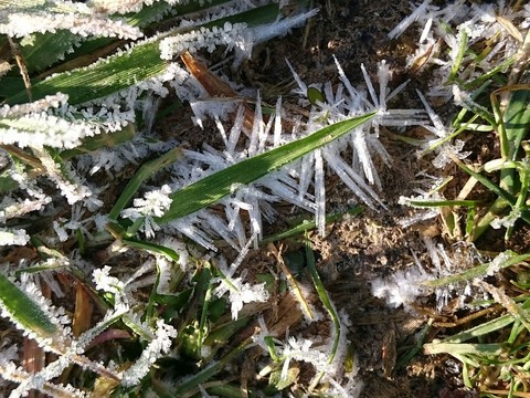 Eiskristalle auf Gras