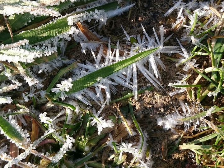 Eiskristalle auf Gras