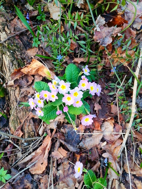 spring