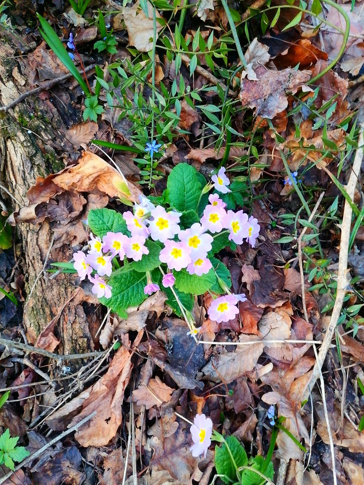 spring