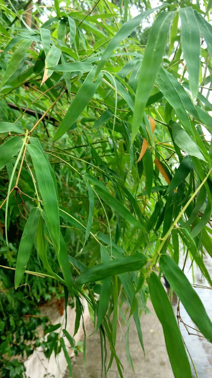 Bamboooooo