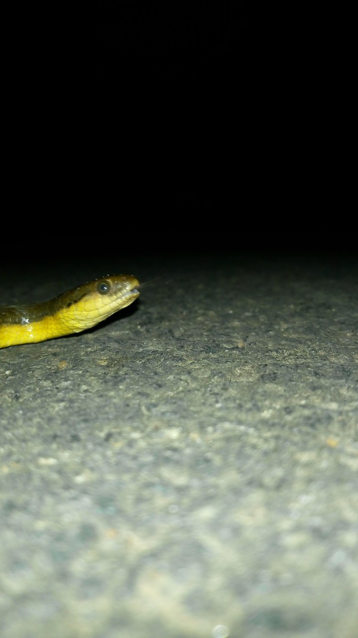 snake