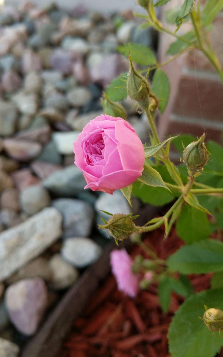 Rose Bud