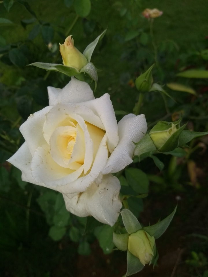 white flower