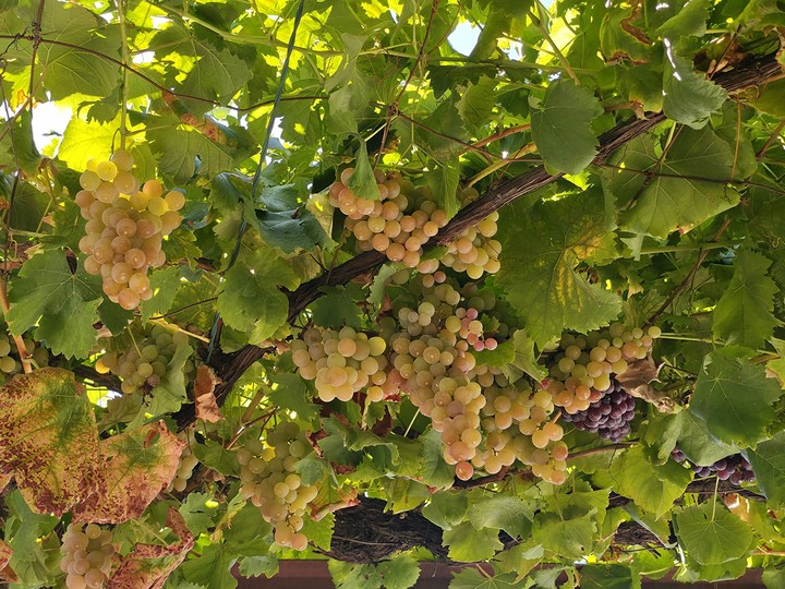 ταπετσαρίες food, Yellow