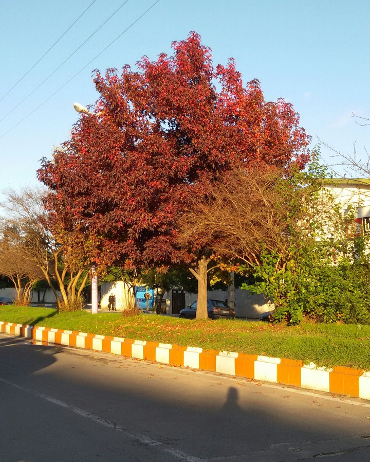 Beautiful Tree