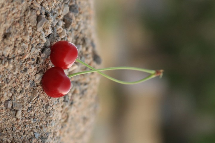 cherry?