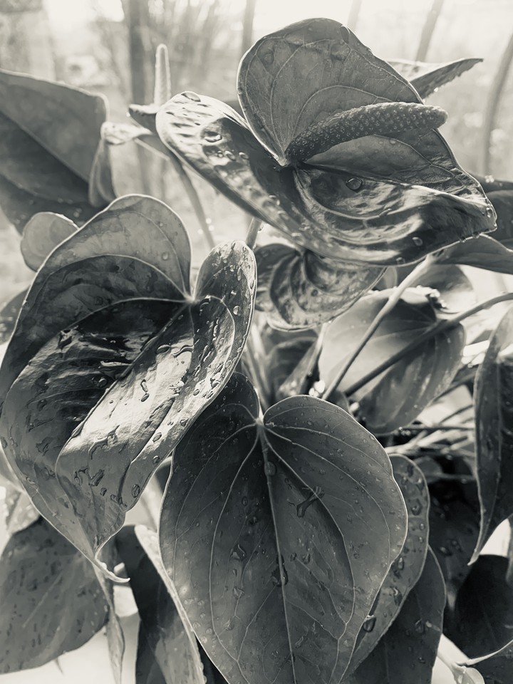 plants