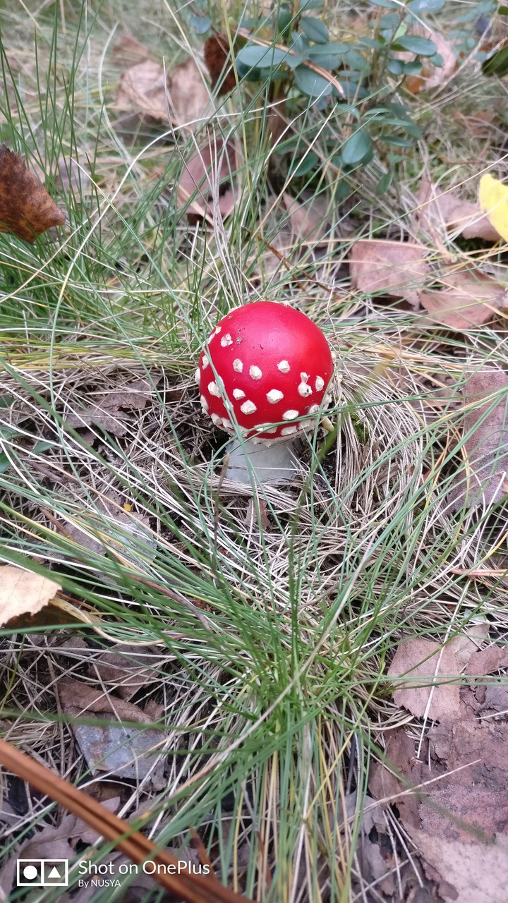 мухомор