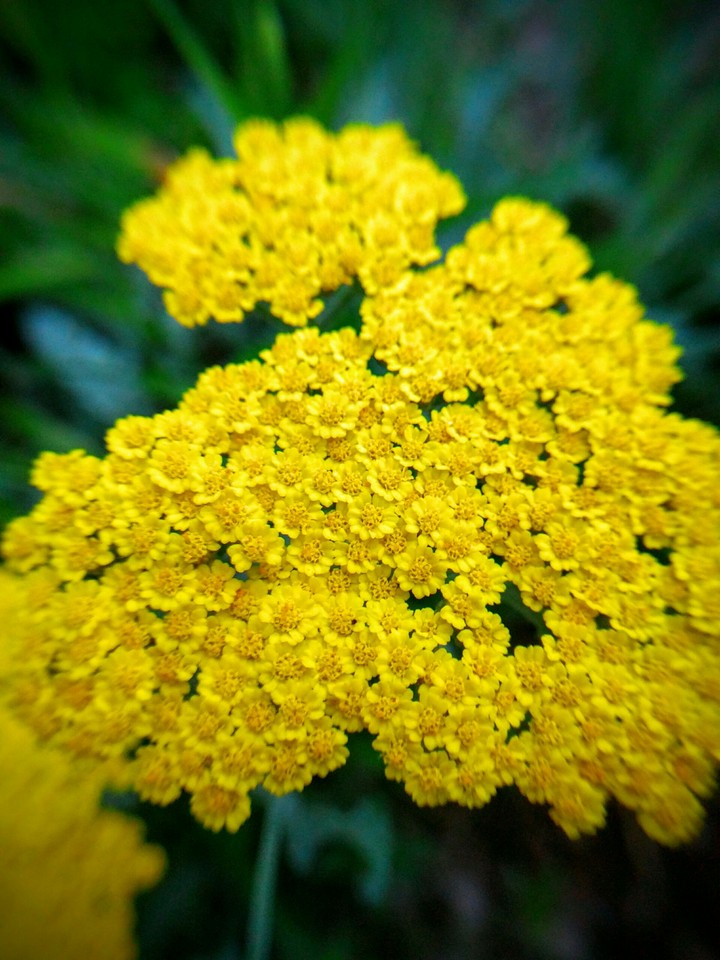 yellow flower