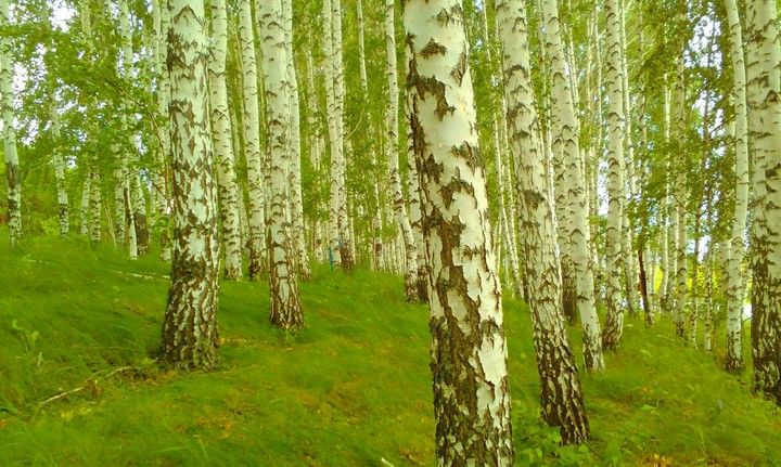 лес