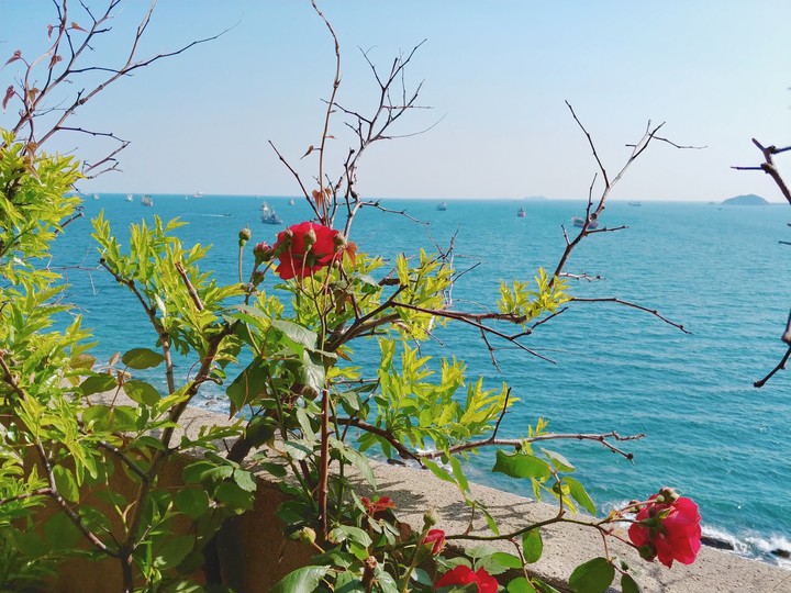 a rose on the sea