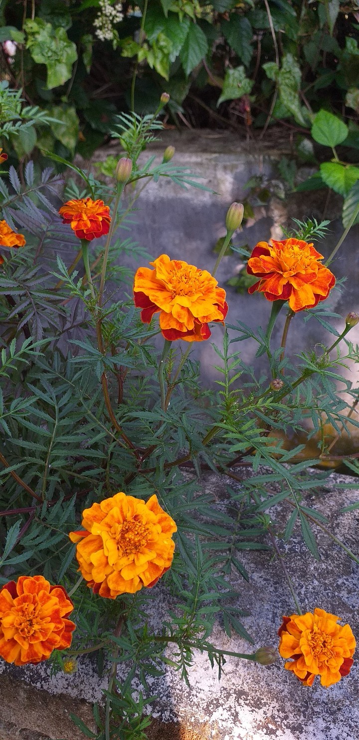 FLOWERS IN MY GARDEN