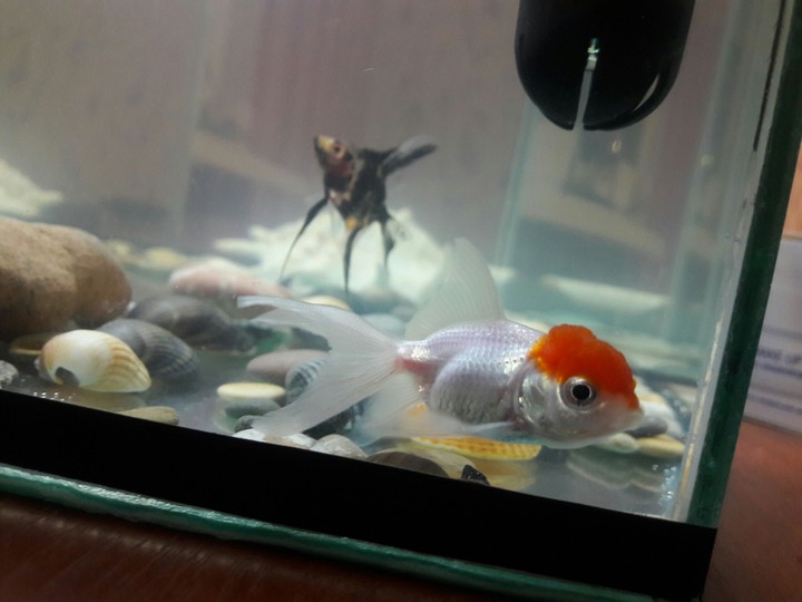 fish
