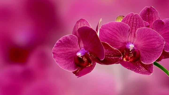 Orchid