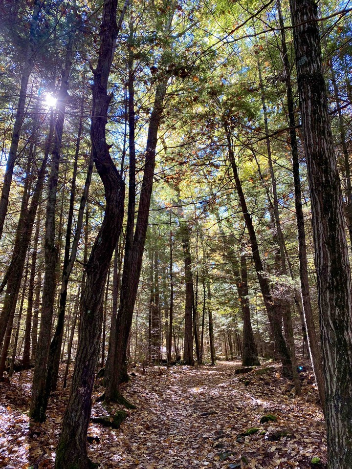Magical Forest