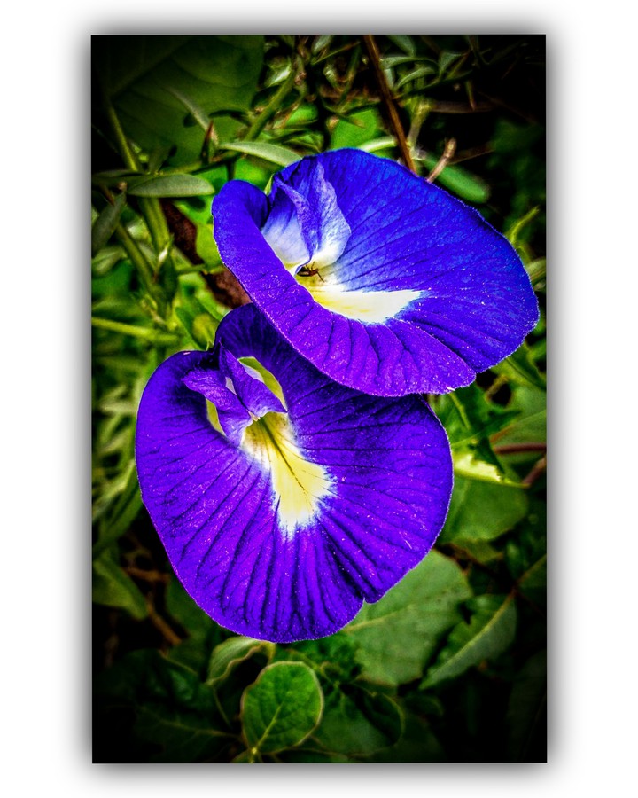Blue Flower