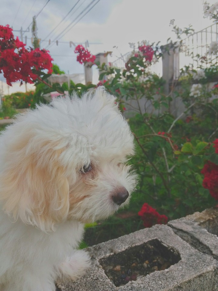 cute puppy