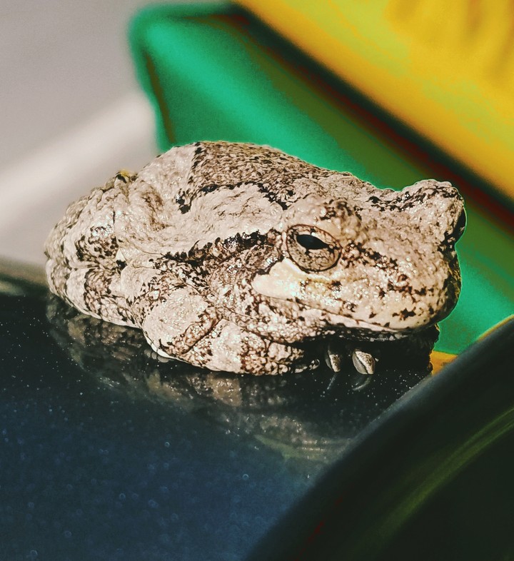 froggy
