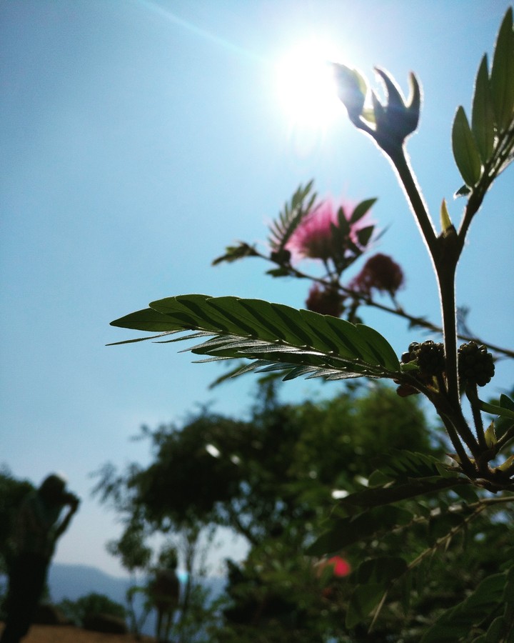 Hopes & Sunshine