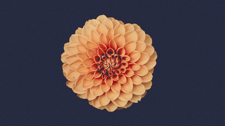flowers image