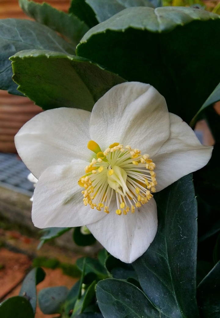 Christrose