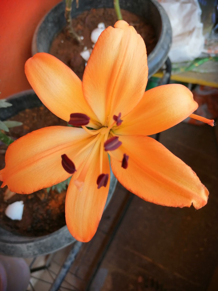 Lily