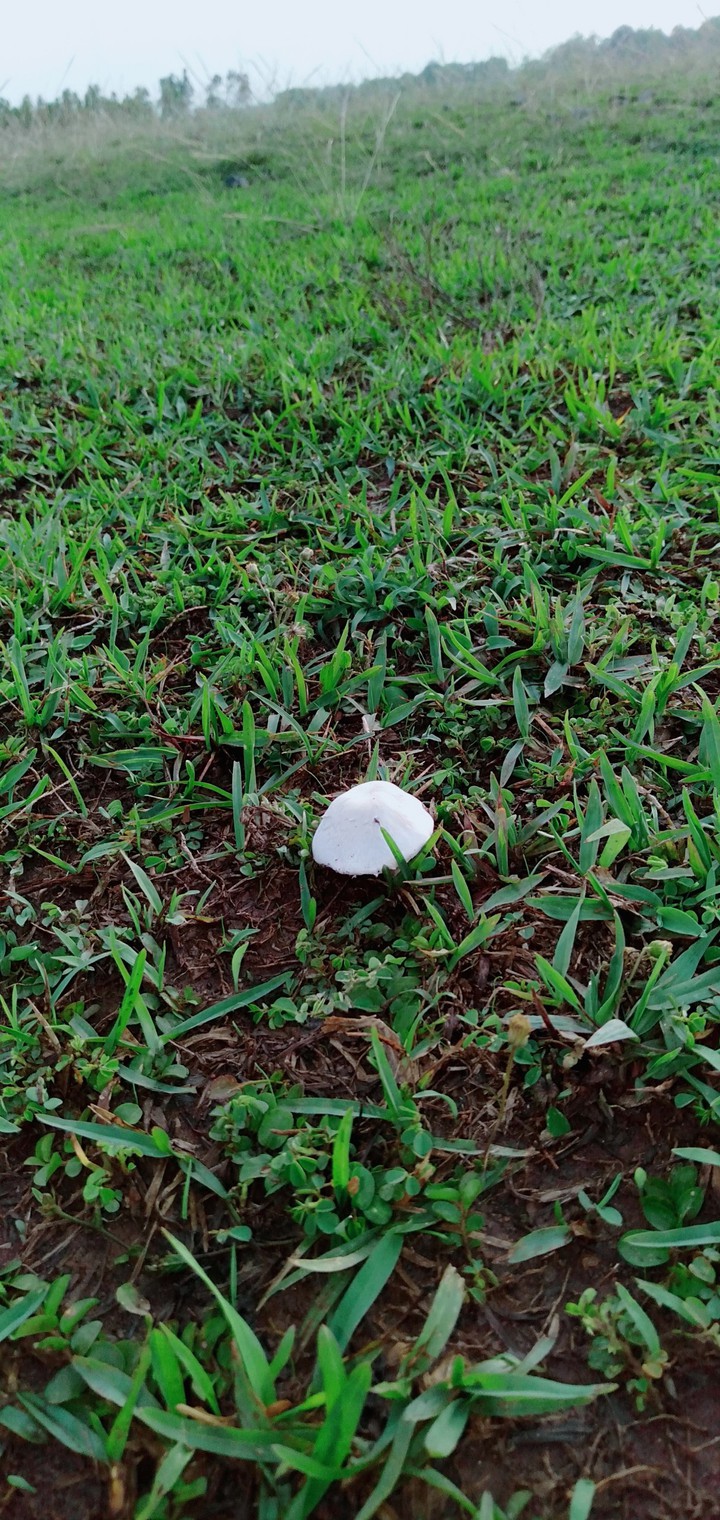 Mushroom