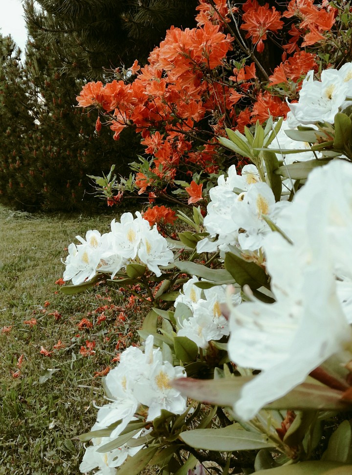flowers