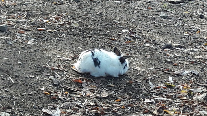 rabbit ;-)