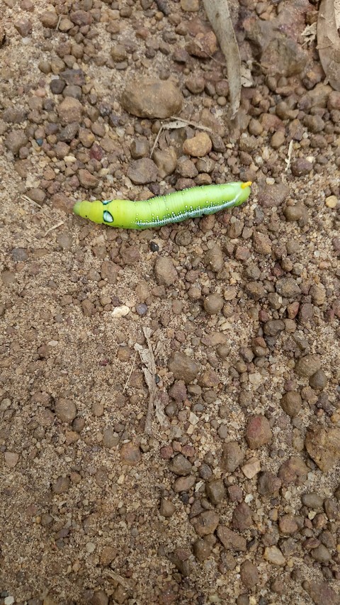 caterpillars