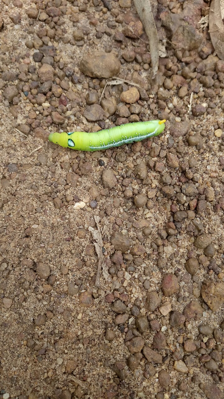 caterpillars