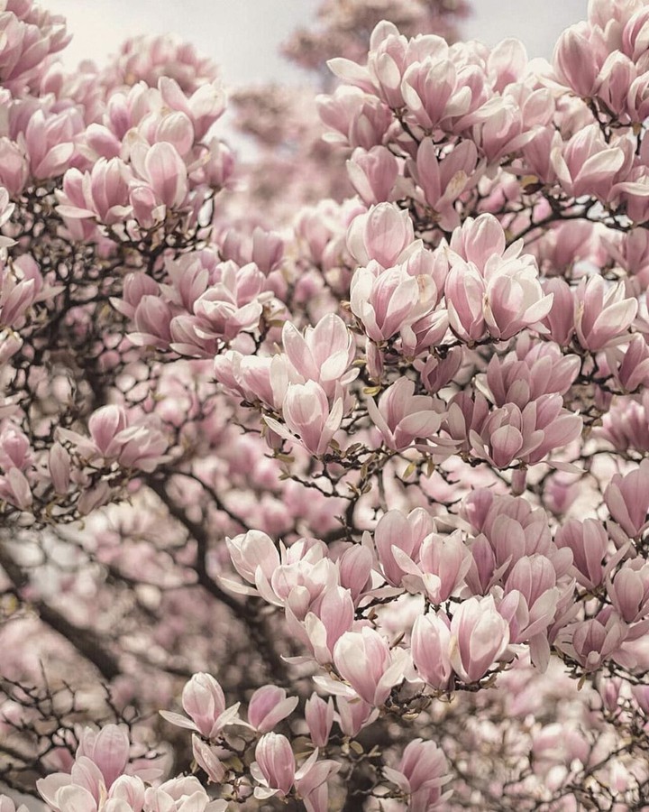 blossom