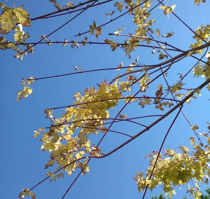 sycamore leaves
