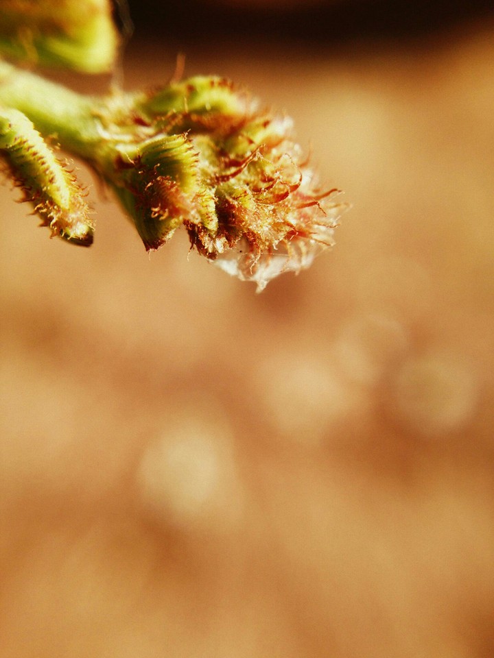 The image of Nature.