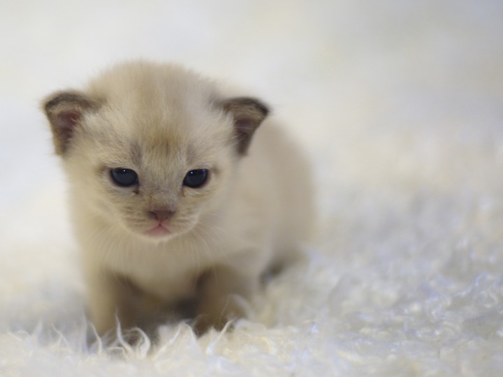사랑스러운 고양이