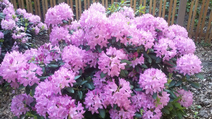 Rhododendron im Stadtpark Gütersloh