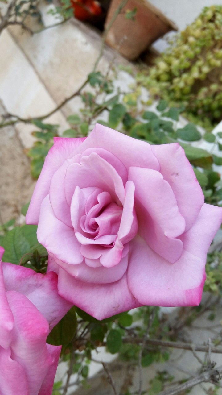 Pink Rose