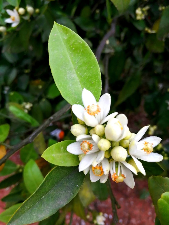 Azahar bloom
