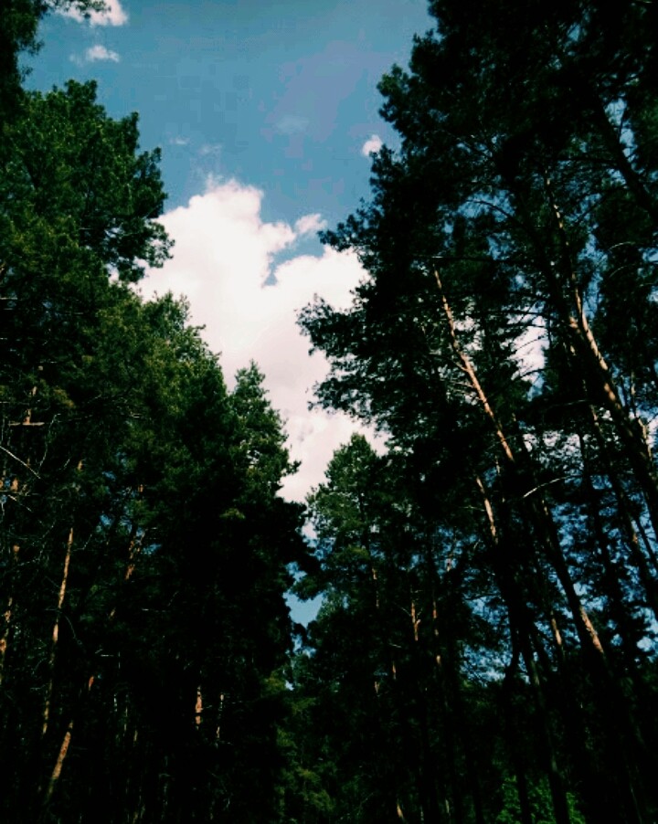 Лес